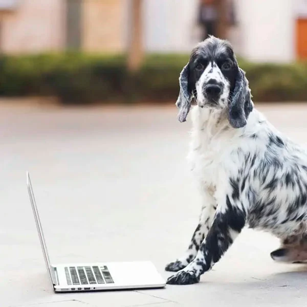 Miko perro con ordenador. Xinxeta Multimedia.